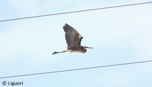 GB Heron.jpg